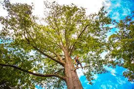 Best Firewood Processing and Delivery  in Cayuga Heights, NY