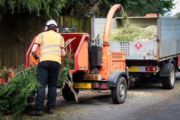 How Our Tree Care Process Works  in  Cayuga Heights, NY