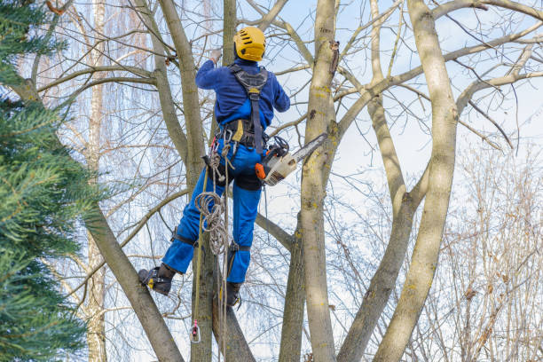 Best Fruit Tree Pruning  in Cayuga Heights, NY