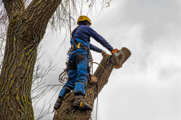 Best Seasonal Cleanup (Spring/Fall)  in Cayuga Heights, NY