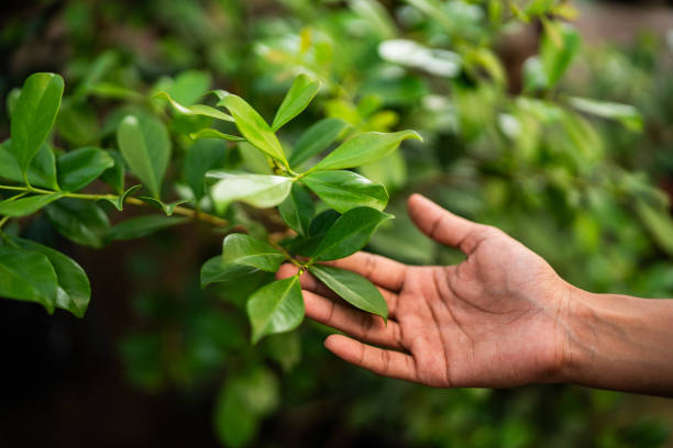 Cayuga Heights, NY Tree Services Company