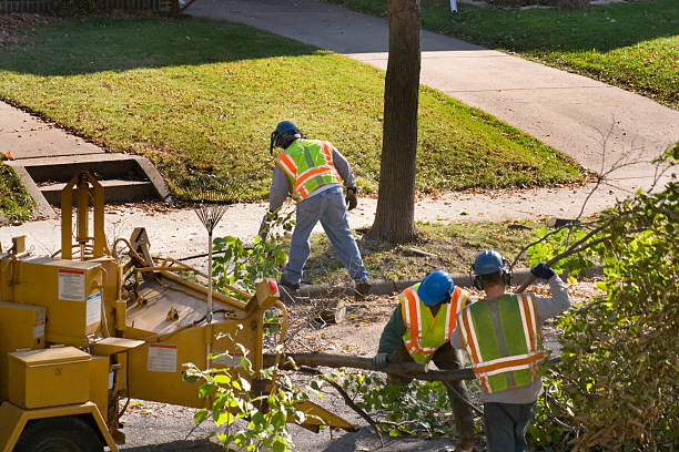 Best Tree Removal  in Cayuga Heights, NY