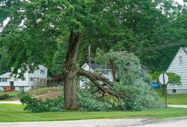  Cayuga Heights, NY Tree Services Pros