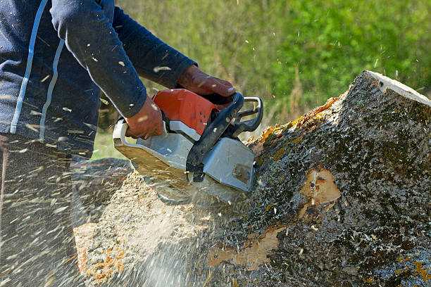 Best Palm Tree Trimming  in Cayuga Heights, NY
