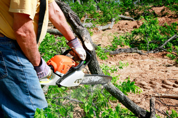 Best Commercial Tree Services  in Cayuga Heights, NY
